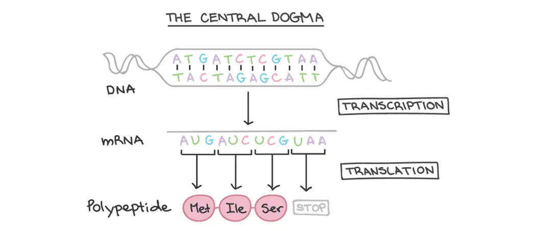 Central Dogma of Biology