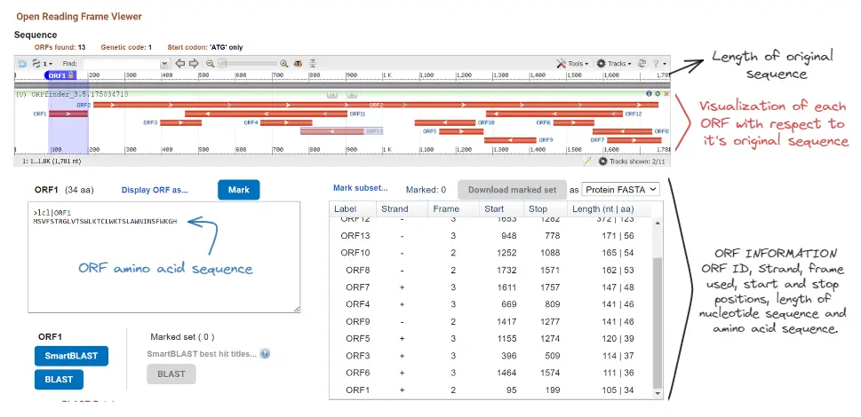 ORF Finder result